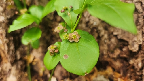 Running strawberry bush (Euonymus obovatus)