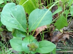 Running strawberry bush (Euonymus obovatus)