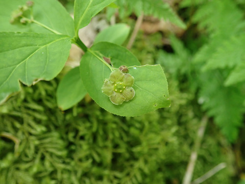 Running strawberry bush (Euonymus obovatus)