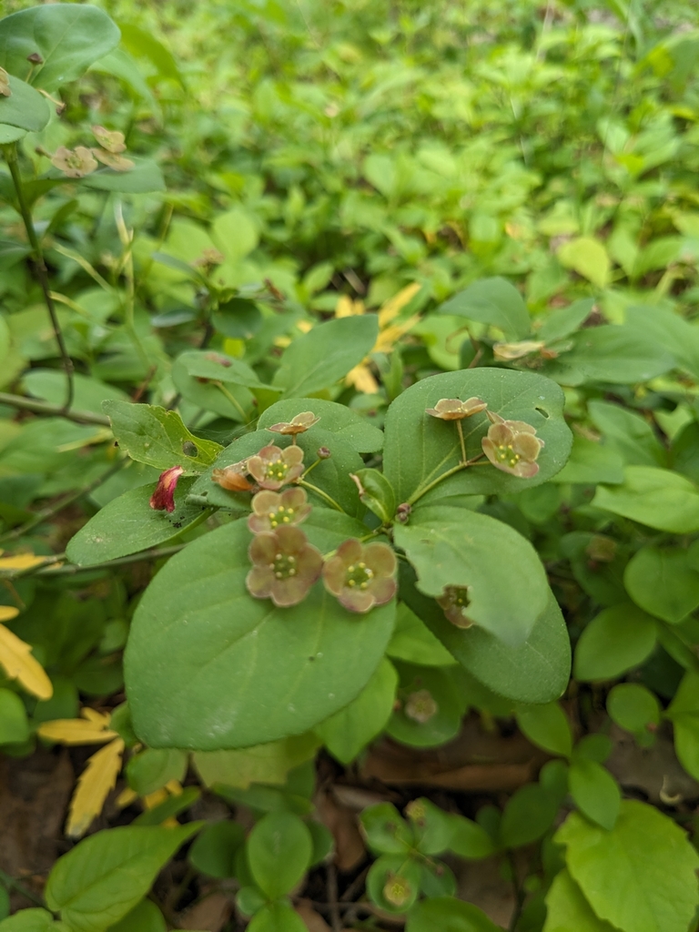 Running strawberry bush (Euonymus obovatus)