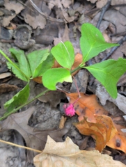 Running strawberry bush (Euonymus obovatus)