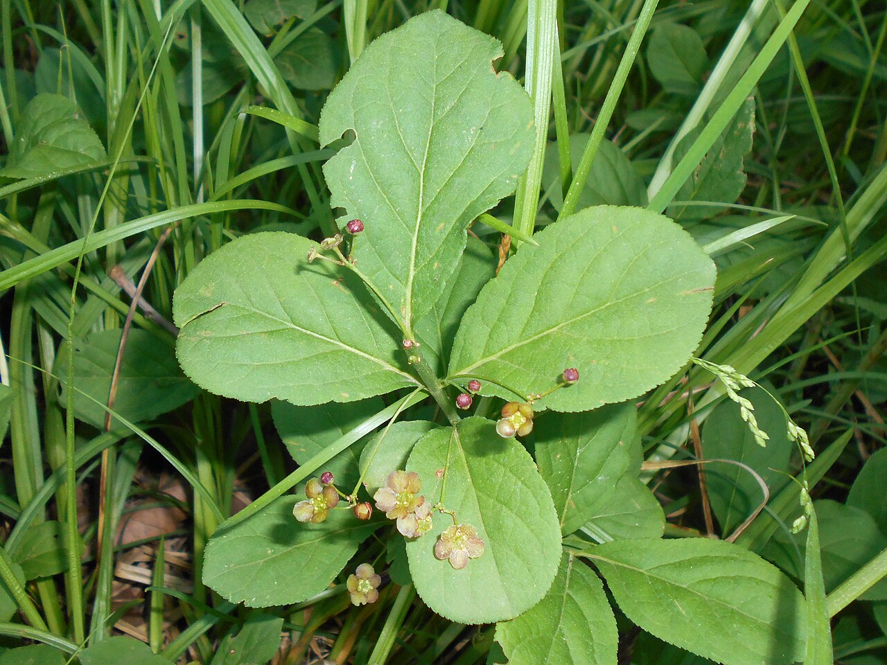 Running strawberry bush: Euonymus obovatus , Botanischer Garten Berlin.