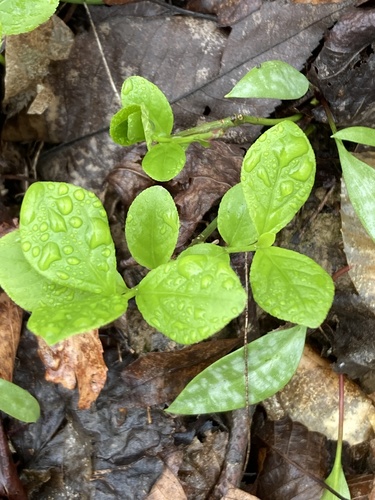 Running strawberry bush (Euonymus obovatus)