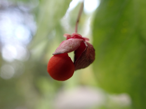 Western burning bush (Euonymus occidentalis)