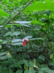Western burning bush (Euonymus occidentalis)