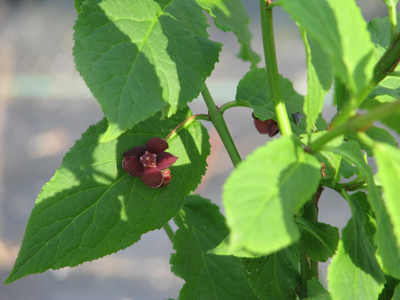 Western burning bush: Euonymus occidentalis