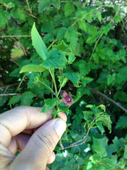 Western burning bush (Euonymus occidentalis)