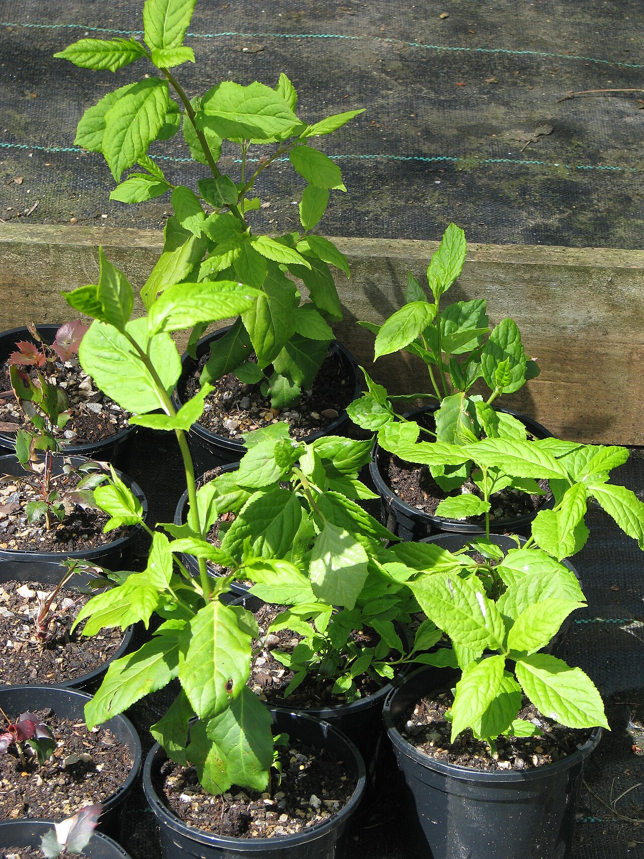 Western burning bush: Easy from seed and remarkably pretty in leaf