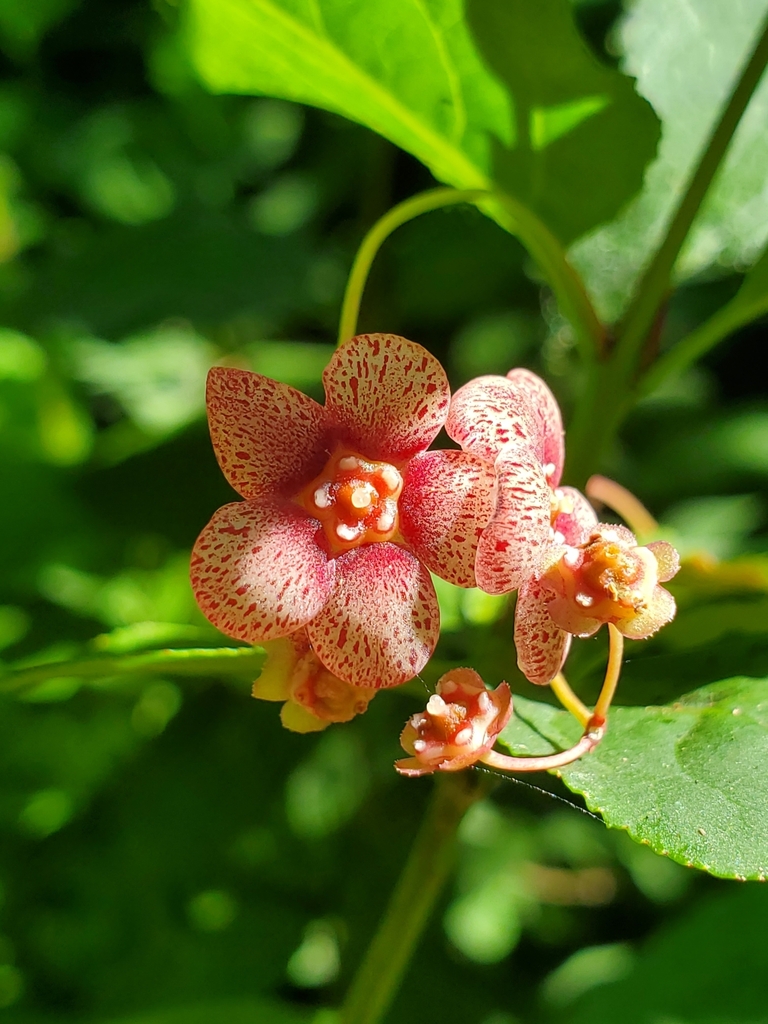 Western burning bush (Euonymus occidentalis)