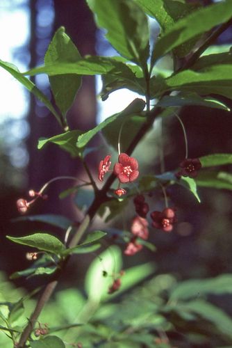 Western burning bush (Euonymus occidentalis)