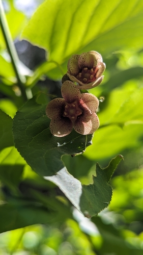 Western burning bush (Euonymus occidentalis)