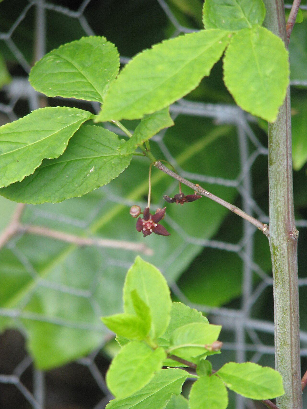 Western burning bush: Euonymus