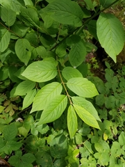 Western burning bush (Euonymus occidentalis)