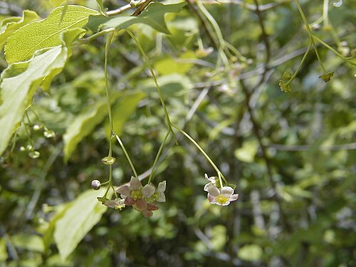 Korean spindle tree: Euonymus oxyphyllus . Real Jardín Botánico, Madrid.