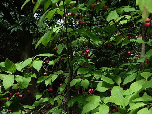 Korean spindle tree: Fruiting well now after taking a year off last year.