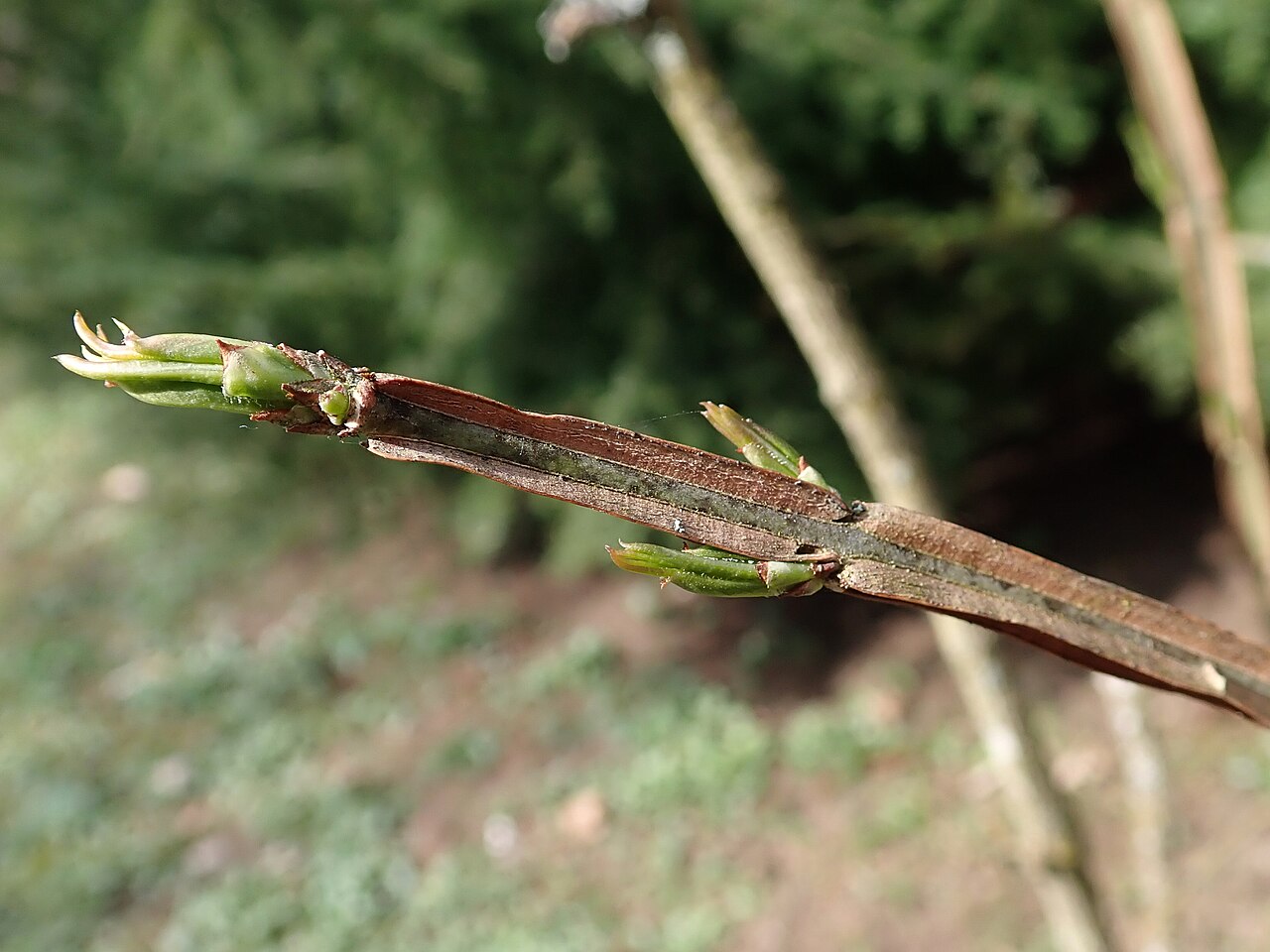 Corktree: Euonymus phellomanus . Arboretum in Glinna, West Pomeranian Voivodeship, Poland.