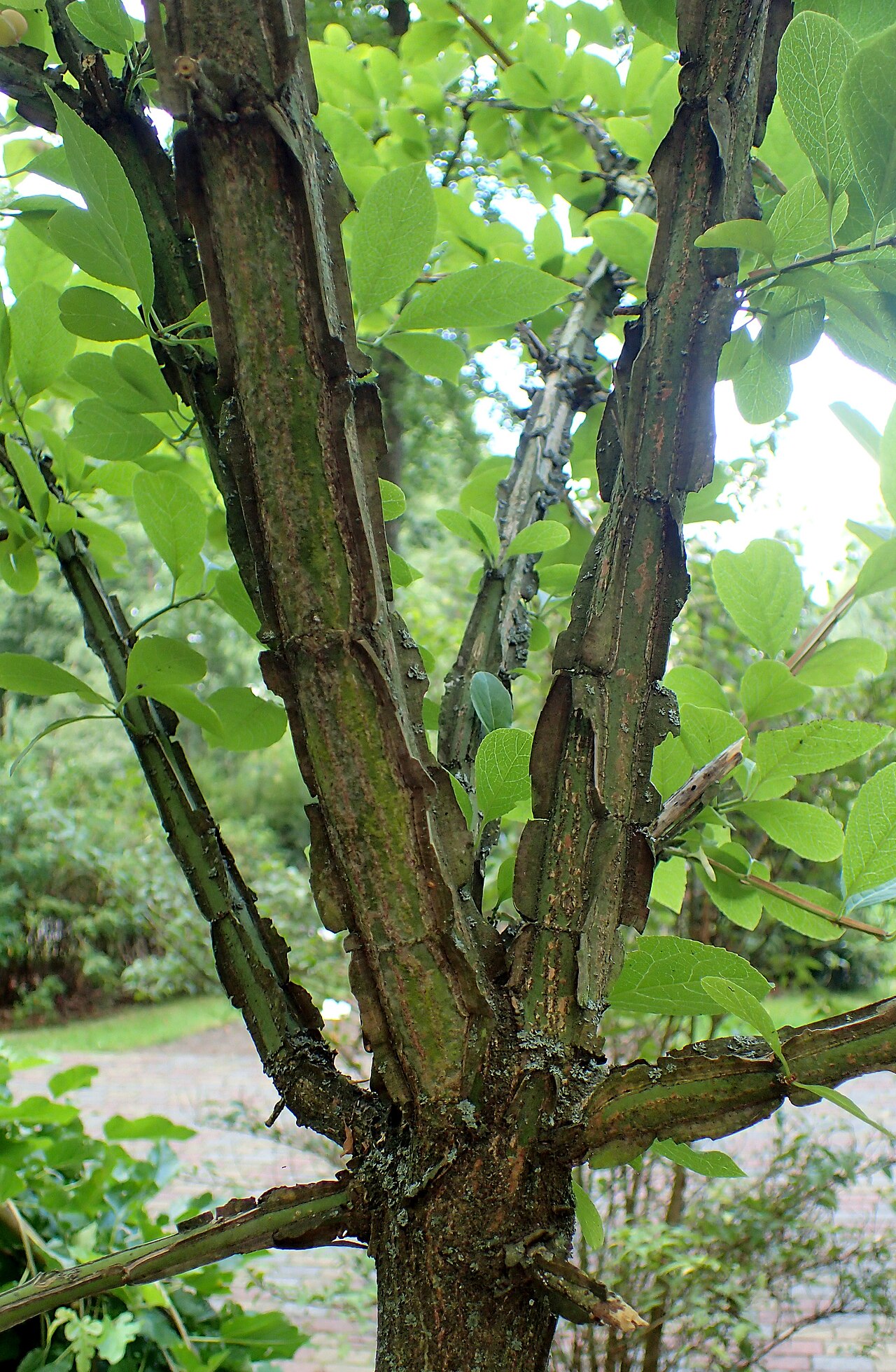 Corktree: Euonymus phellomanus at Botanical Garden in Zielona Góra