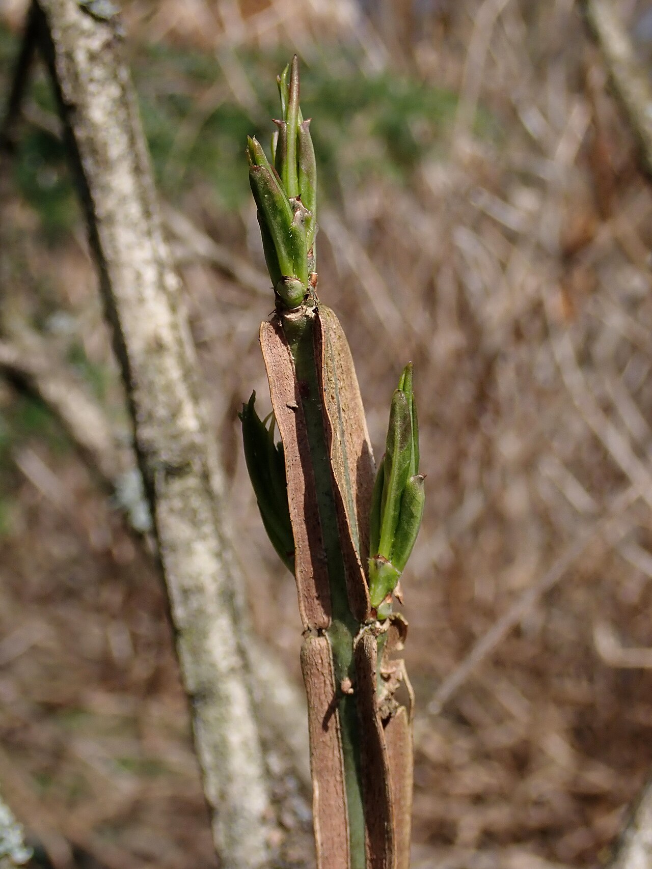 Corktree: Euonymus phellomanus . Arboretum in Glinna, West Pomeranian Voivodeship, Poland.