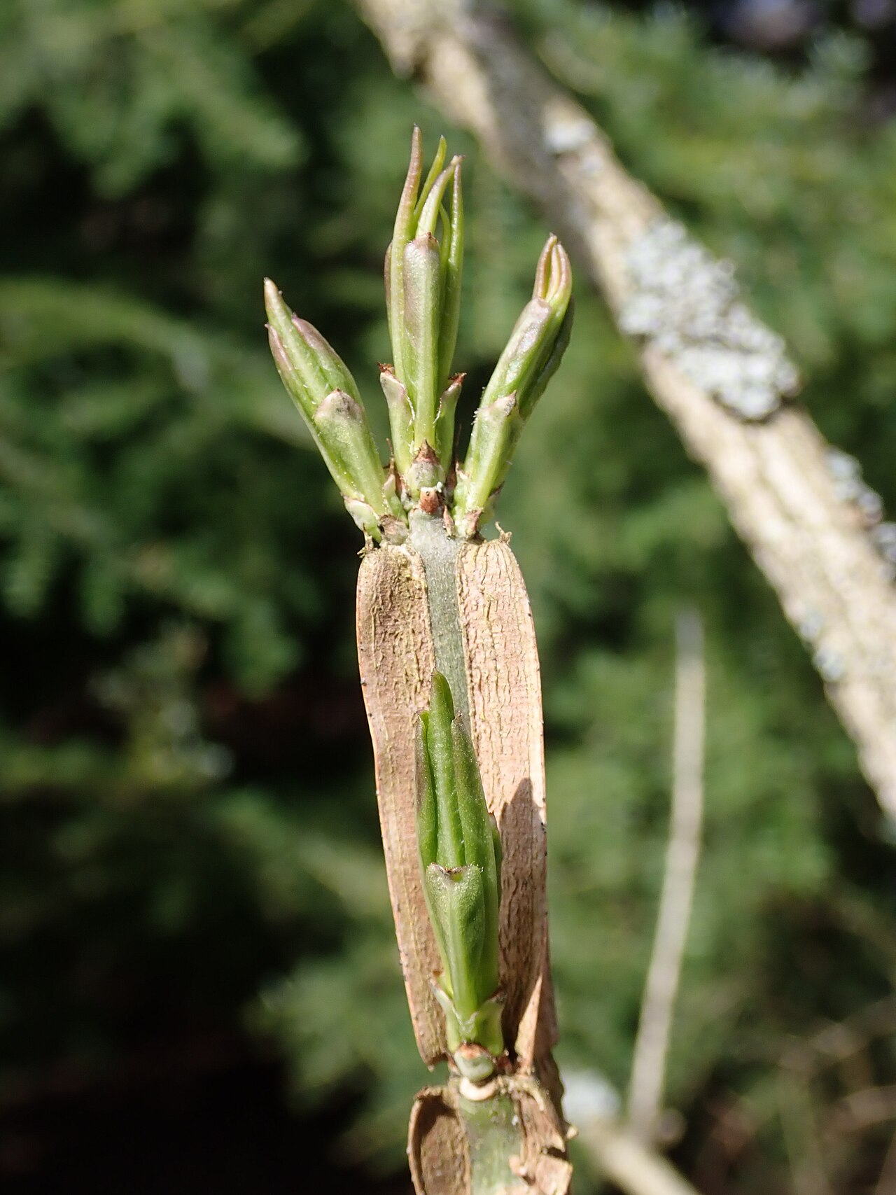 Corktree: Euonymus phellomanus . Arboretum in Glinna, West Pomeranian Voivodeship, Poland.