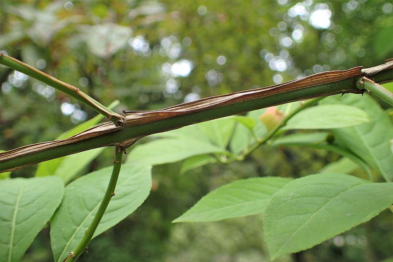 Corktree: Euonymus phellomanus in botanical garden of Kazimierz Wielki University in Bydgoszcz