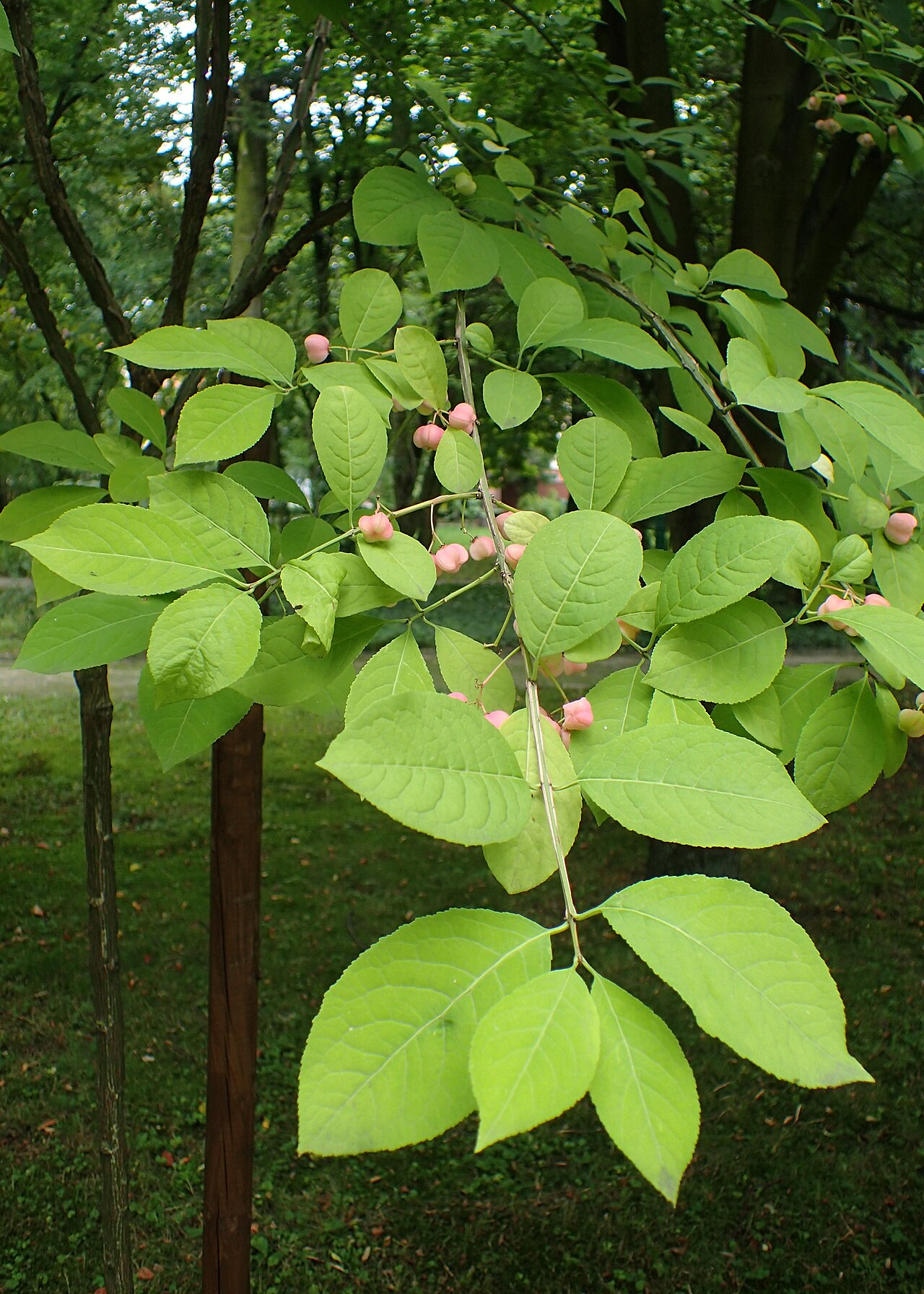 Corktree: Euonymus phellomanus in botanical garden of Kazimierz Wielki University in Bydgoszcz