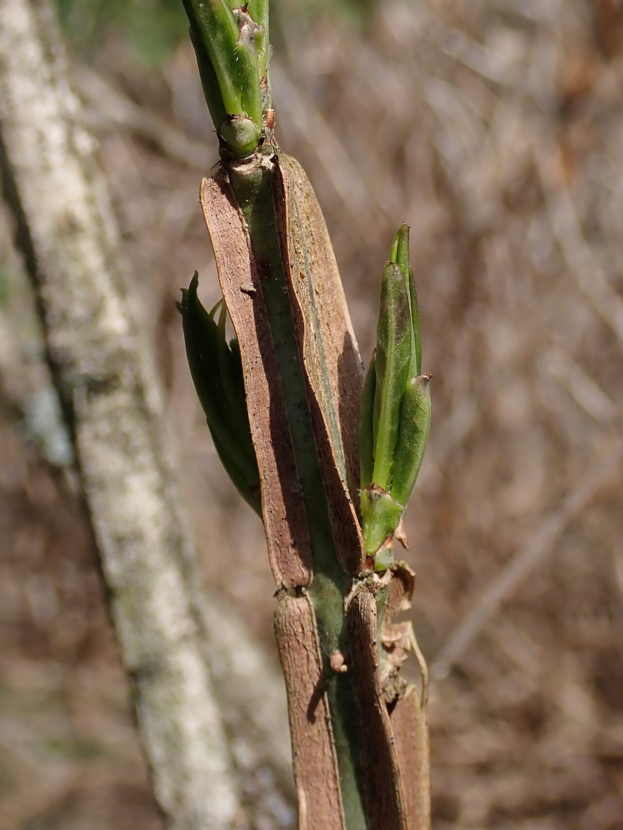 Corktree: Euonymus phellomanus . Arboretum in Glinna, West Pomeranian Voivodeship, Poland.
