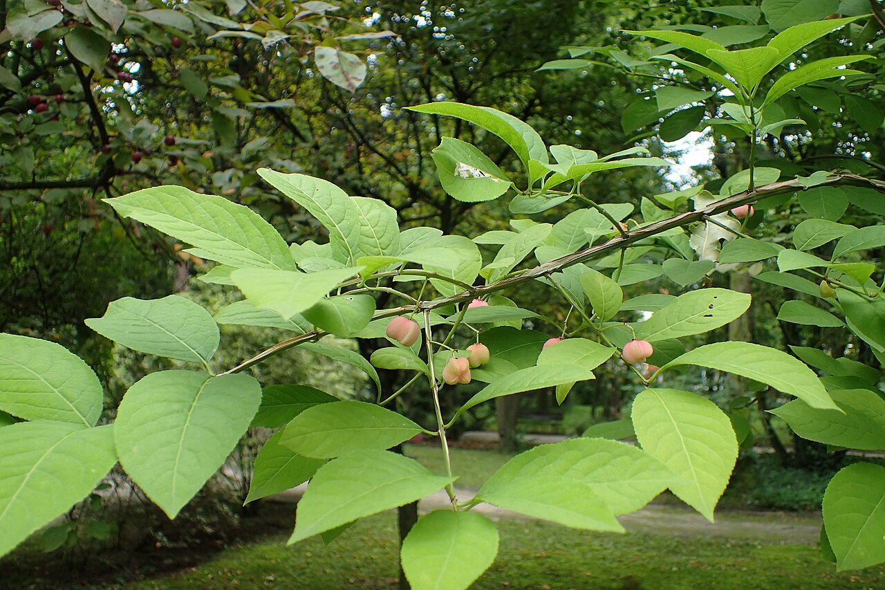 Corktree: Euonymus phellomanus in botanical garden of Kazimierz Wielki University in Bydgoszcz