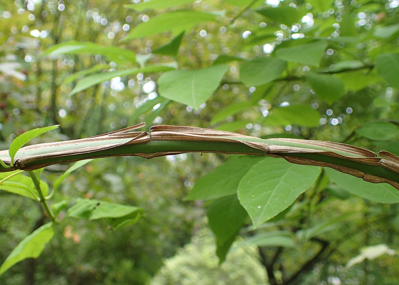 Corktree: Euonymus phellomanus in botanical garden of Kazimierz Wielki University in Bydgoszcz