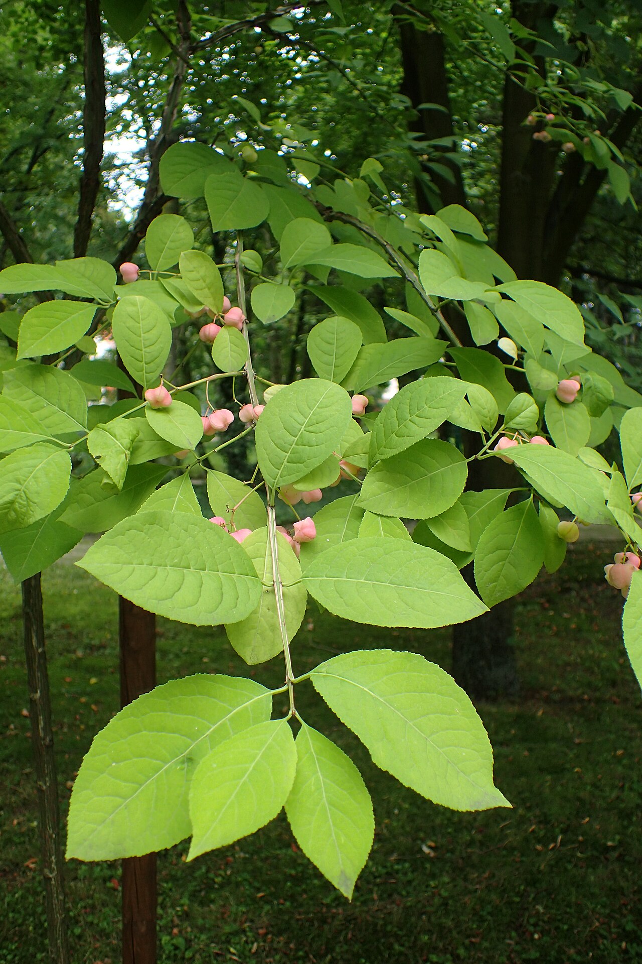 Corktree: Euonymus phellomanus in botanical garden of Kazimierz Wielki University in Bydgoszcz