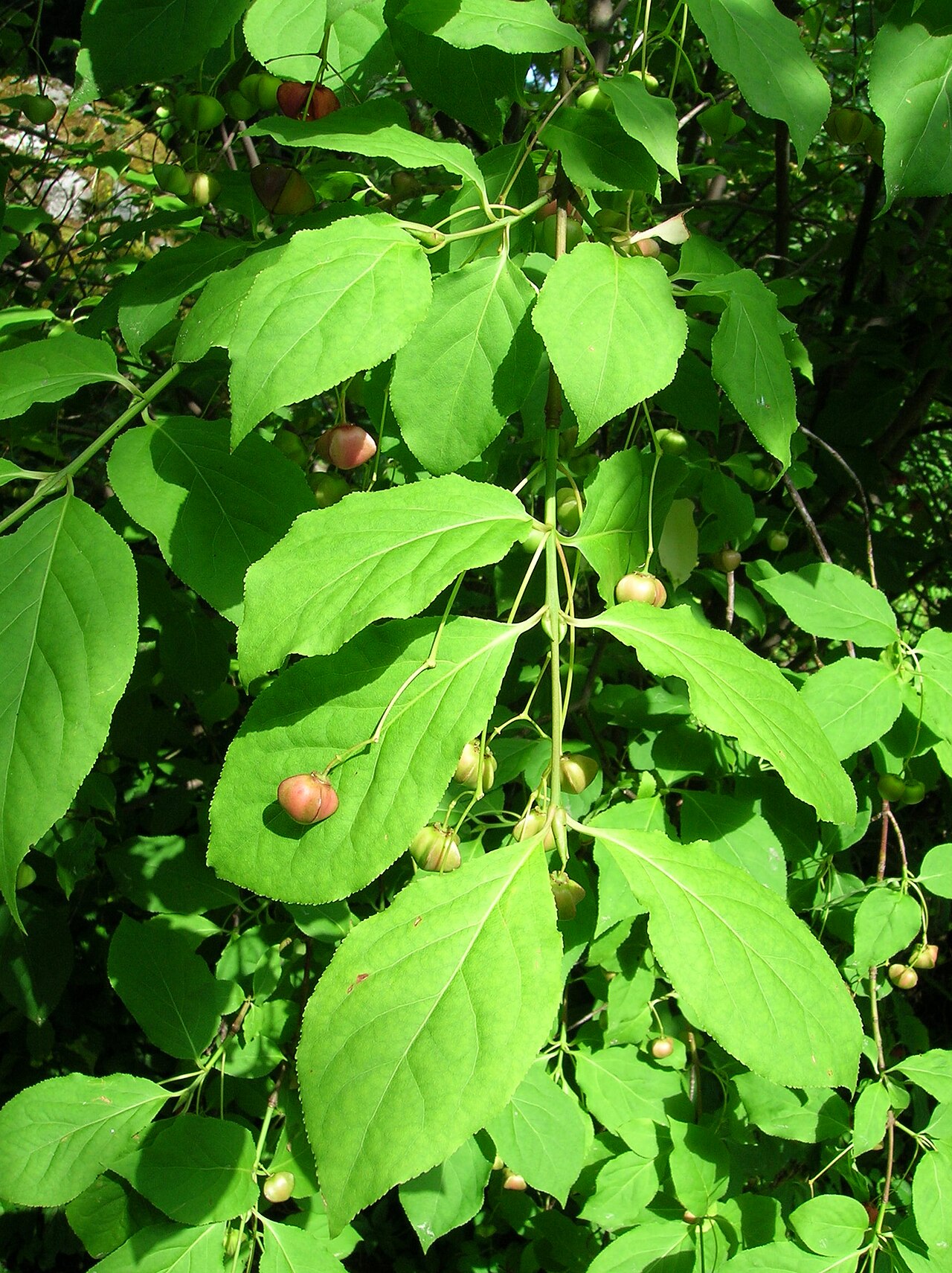 Euonymus sachalinensis: Euonymus sachalinensis , photo was taken at the Ecological-Botanical Gardens in Bayreuth, Germany