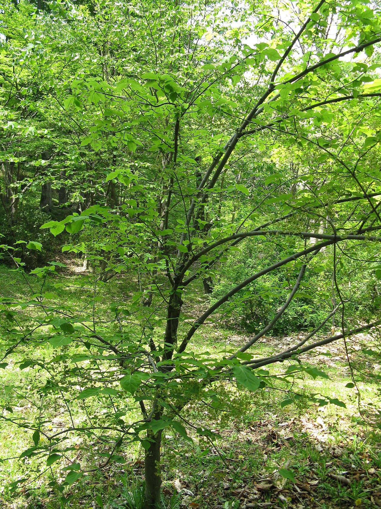 Euonymus sachalinensis: オオツリバナ