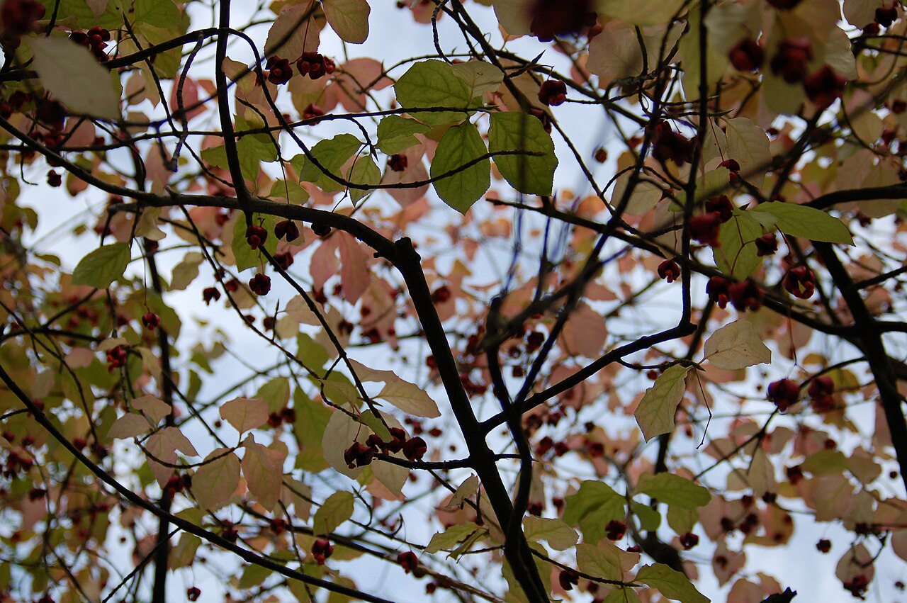 Euonymus sachalinensis: Euonymus planipes - Botanical Garden Bremen
