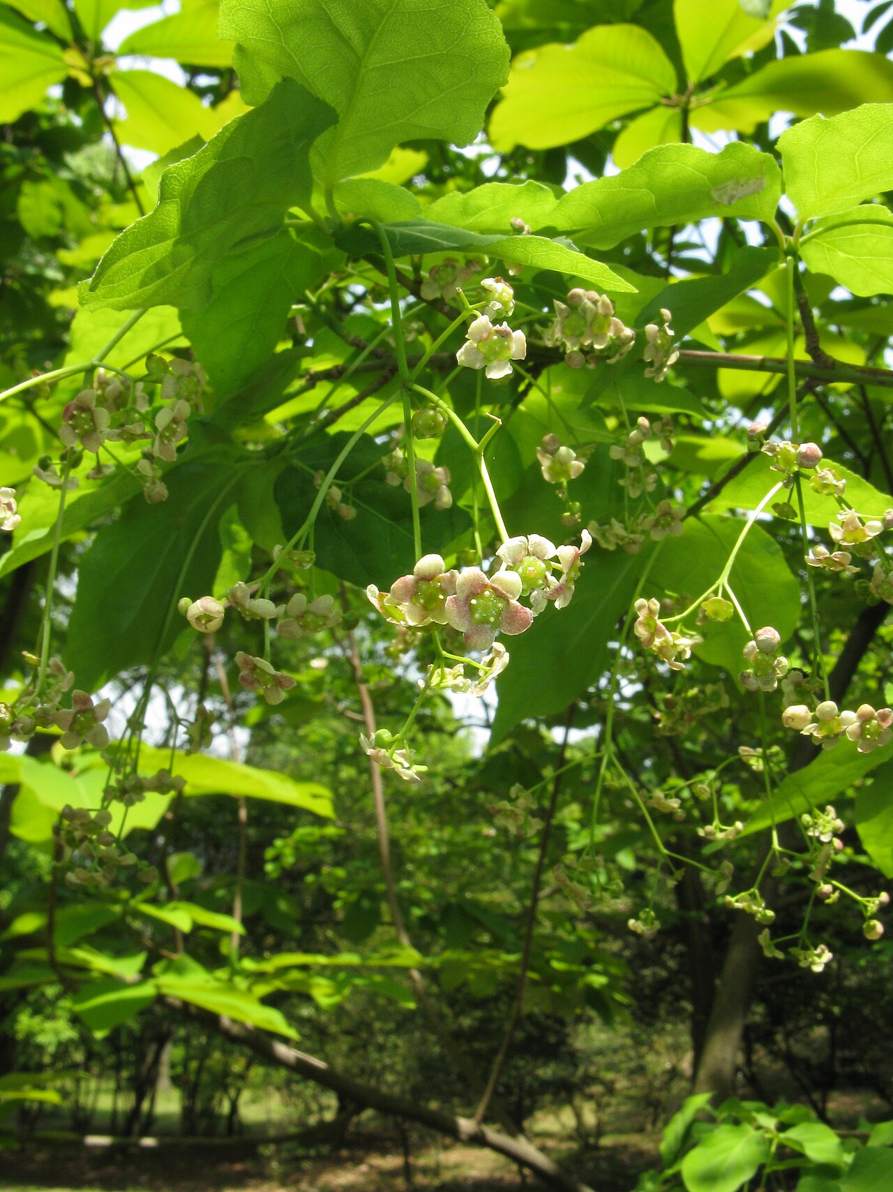 Euonymus sachalinensis: オオツリバナ