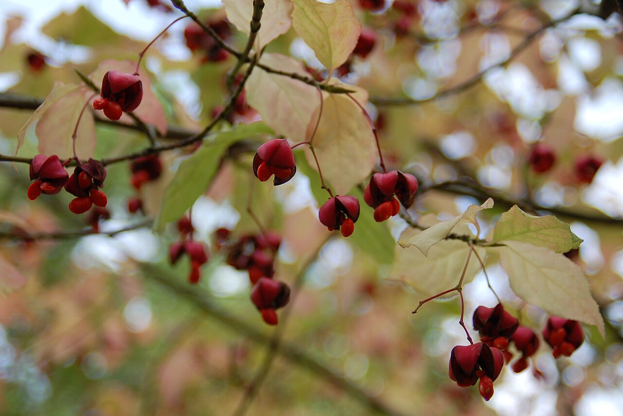Euonymus sachalinensis: Euonymus planipes - Botanical Garden Bremen