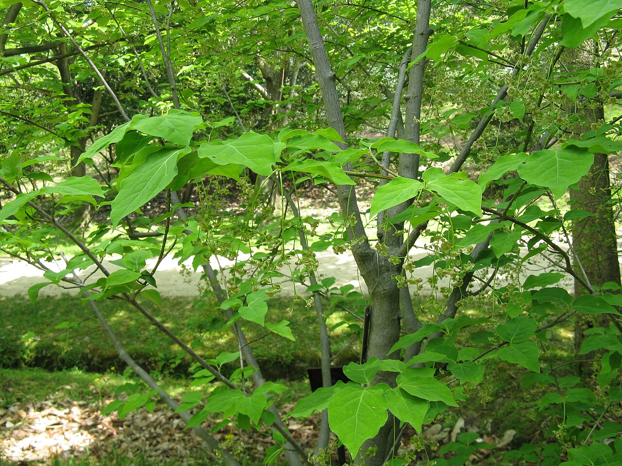 Euonymus sachalinensis: オオツリバナ