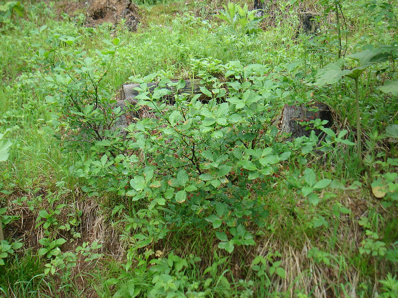 Euonymus sachalinensis: Sakhalin