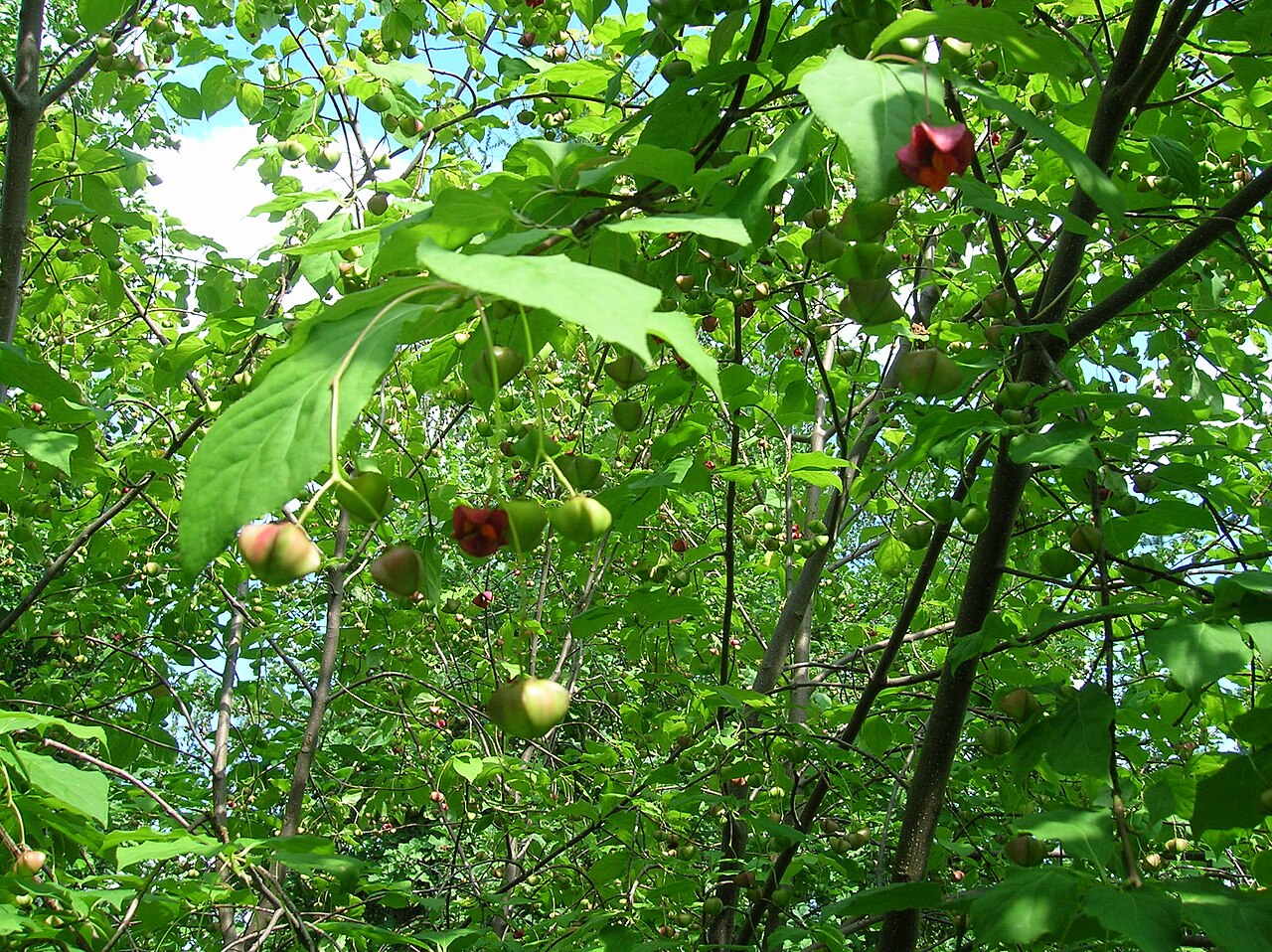 Euonymus sachalinensis: Euonymus sachalinensis , photo was taken at the Ecological-Botanical Gardens in Bayreuth, Germany