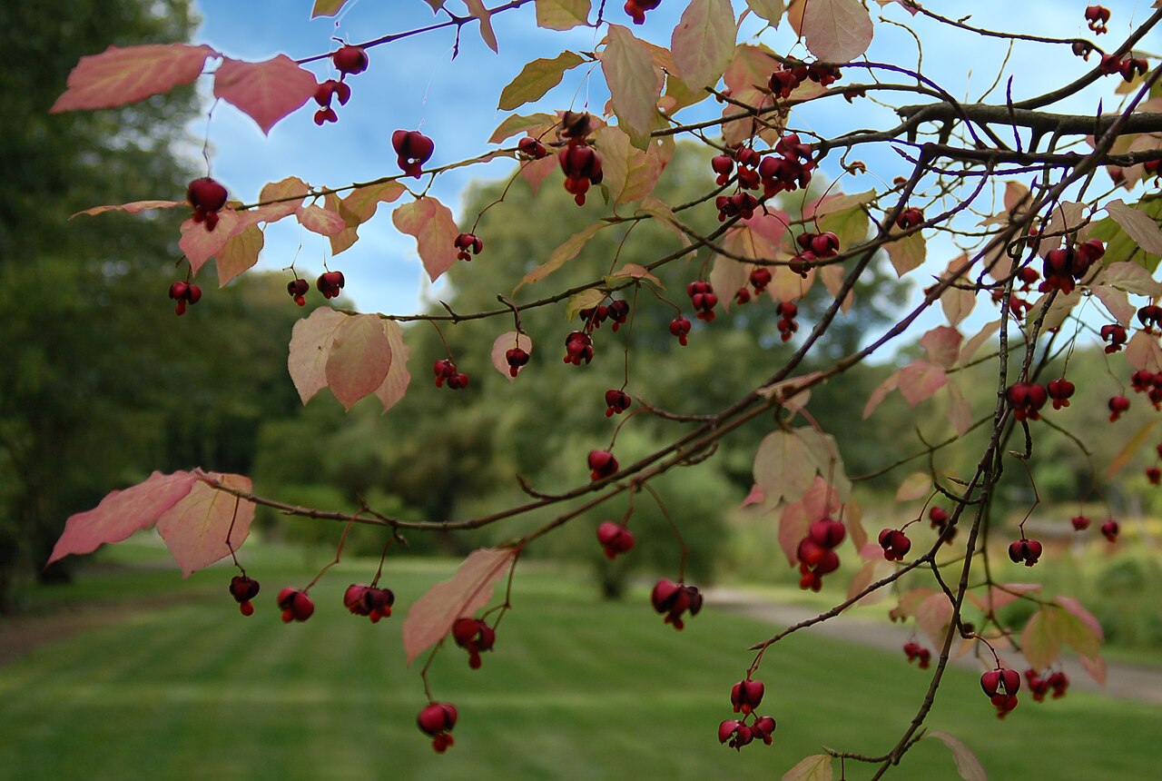 Euonymus sachalinensis: Euonymus planipes - Botanical Garden Bremen