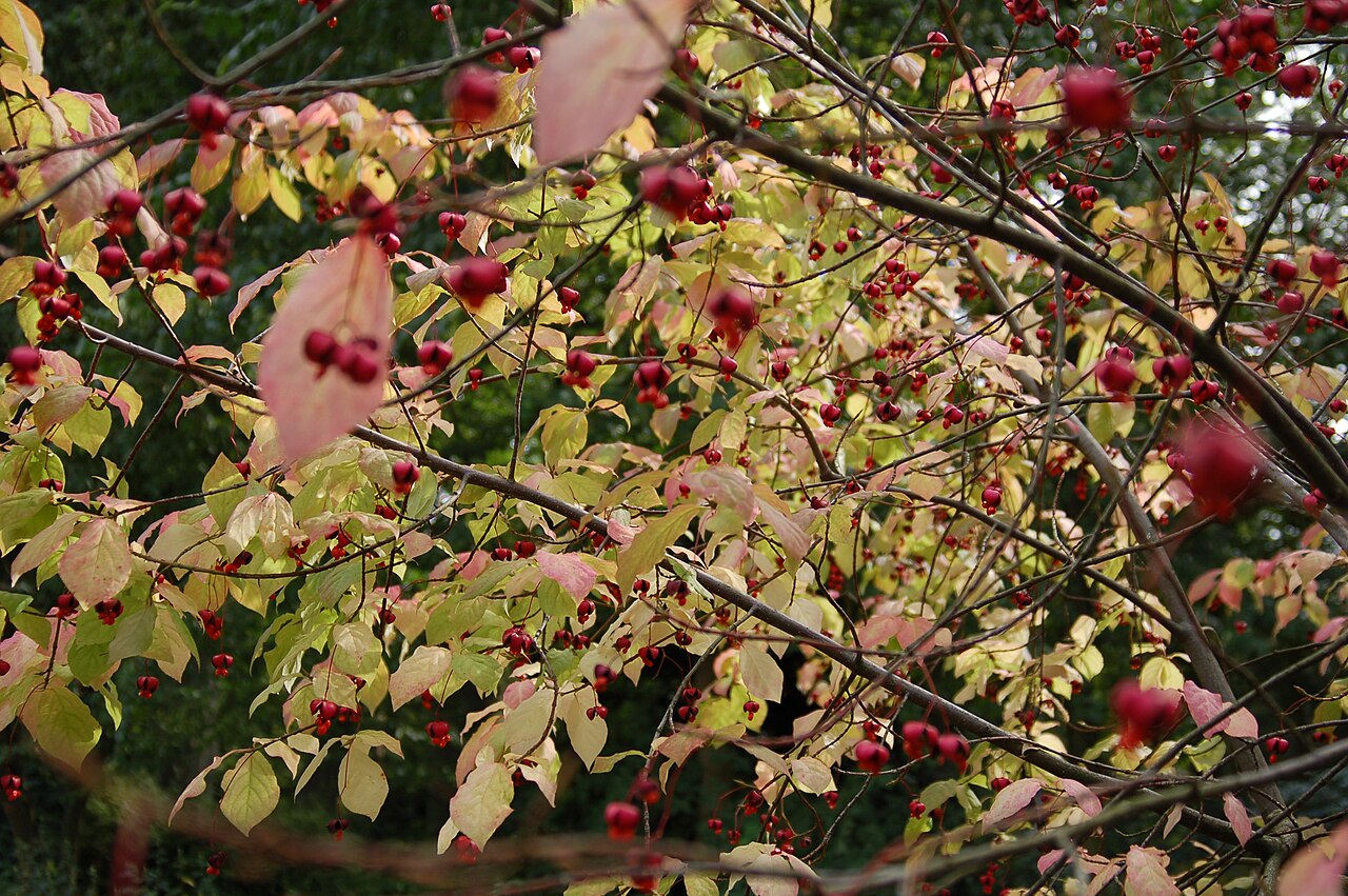 Euonymus sachalinensis: Euonymus planipes - Botanical Garden Bremen