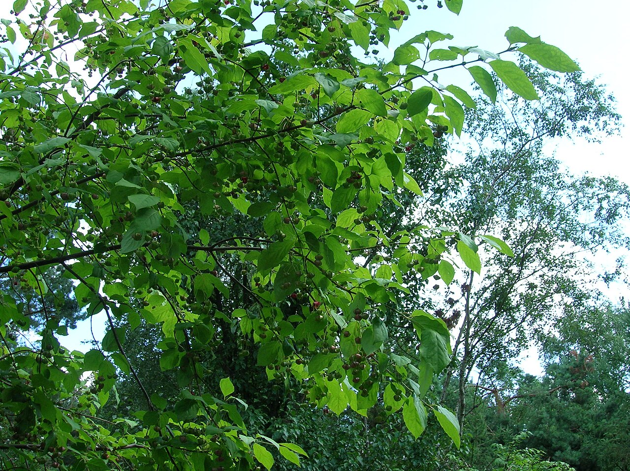 Euonymus sachalinensis: Euonymus sachalinensis , photo was taken at the Ecological-Botanical Gardens in Bayreuth, Germany