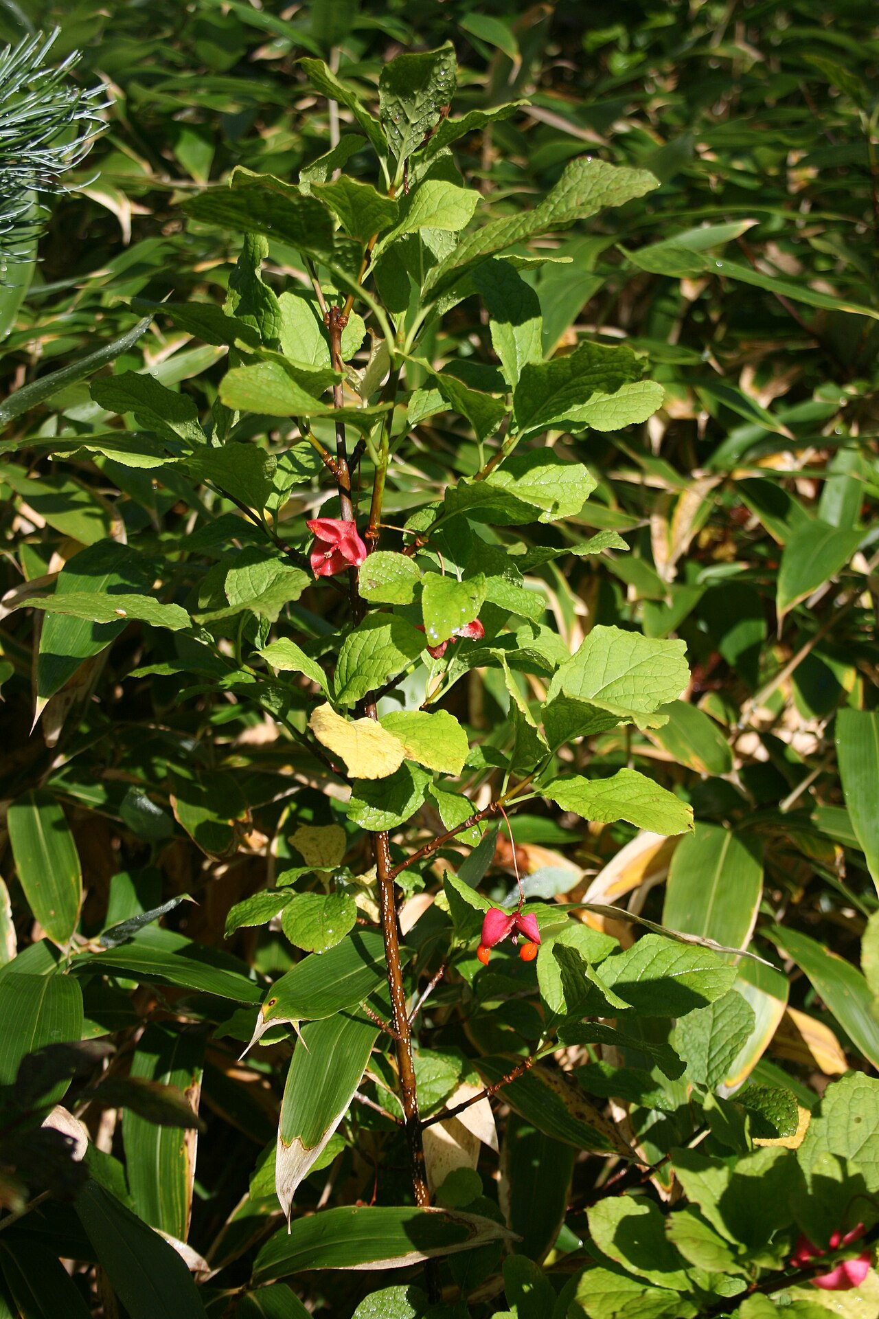 Euonymus sachalinensis: Fruits of Euonymus planipes , in Mount Ontake, Japan.