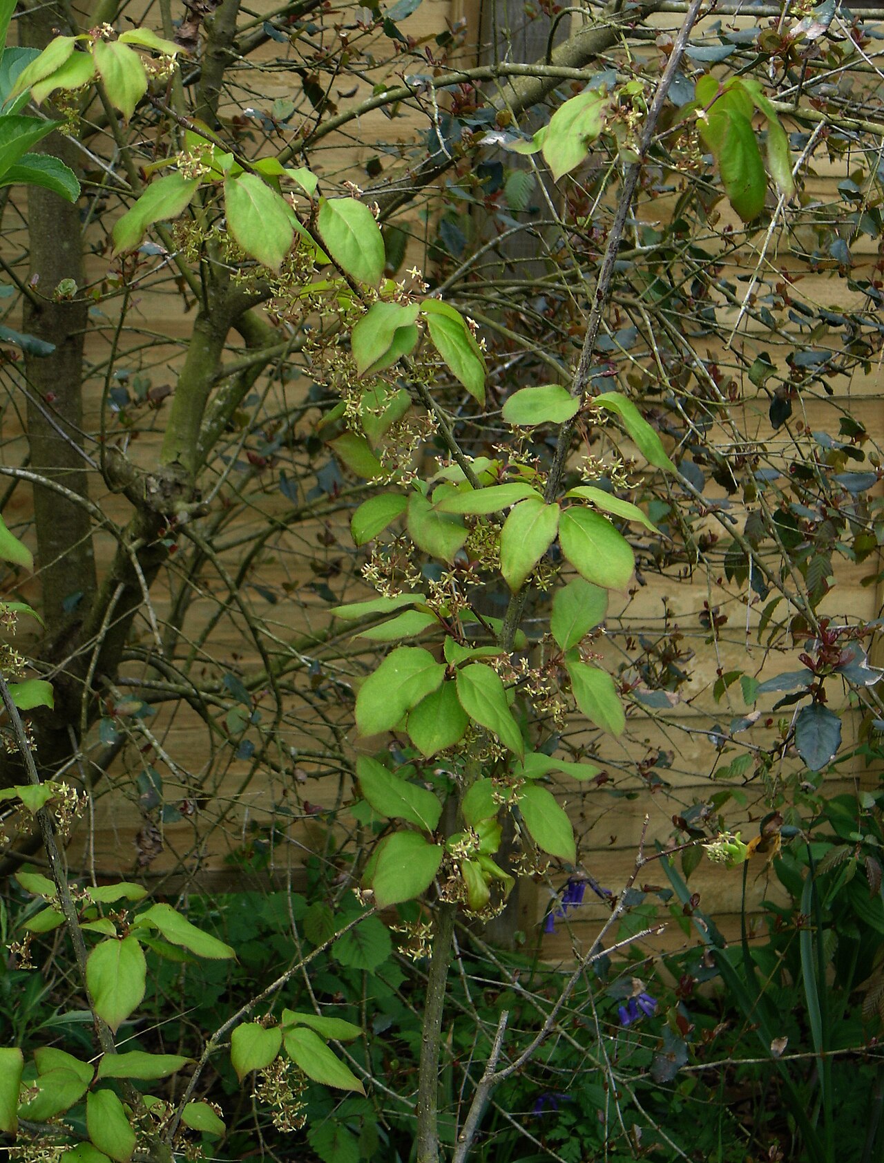 Euonymus sanguineus: In full flower - understated but classy.
