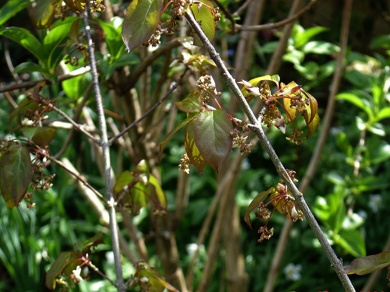 Euonymus sanguineus: An uncommon Chinese species bought from Spinner's nursery in The New Forest last summer. Haven't seen the fruits yet but I like this brownish tint to the new fo