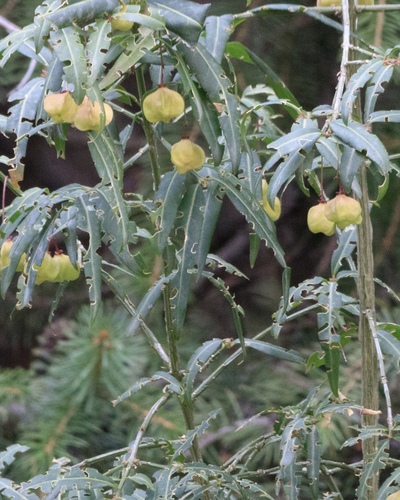 Euonymus semenovii (Euonymus semenovii)