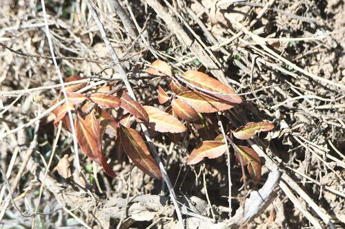 Euonymus semenovii (Euonymus semenovii)