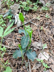 Euonymus semenovii (Euonymus semenovii)