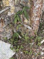 Euonymus semenovii (Euonymus semenovii)