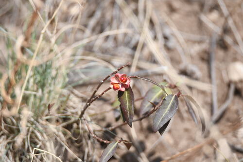 Euonymus semenovii (Euonymus semenovii)