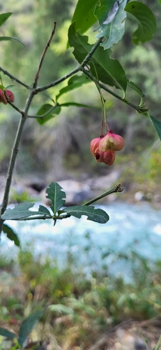 Euonymus semenovii (Euonymus semenovii)