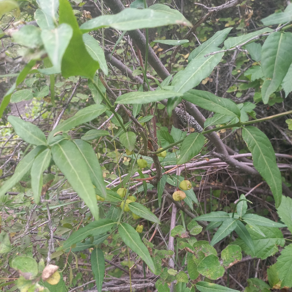 Euonymus semenovii (Euonymus semenovii)